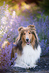 lying American Collie