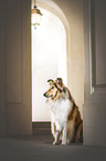 American Collie