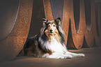American Collie