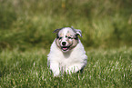 American Collie Puppy