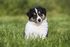 American Collie Puppy