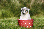 American Collie Puppy