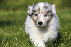 American Collie Puppy