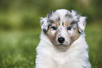 American Collie Puppy