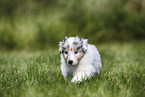 American Collie Puppy