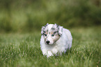 American Collie Puppy
