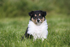 American Collie Puppy