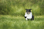 American Collie Puppy