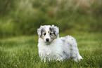 American Collie Puppy