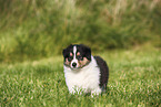 American Collie Puppy