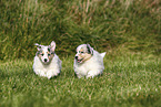 American Collie Puppies