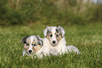 American Collie Puppies