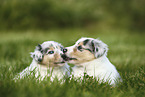 American Collie Puppies