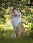 American Collie