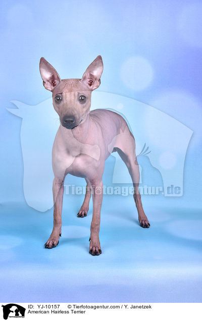 American Hairless Terrier / YJ-10157