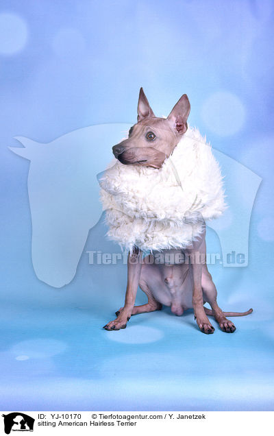 sitzender American Hairless Terrier / sitting American Hairless Terrier / YJ-10170