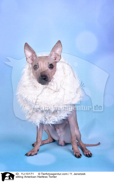 sitting American Hairless Terrier / YJ-10171