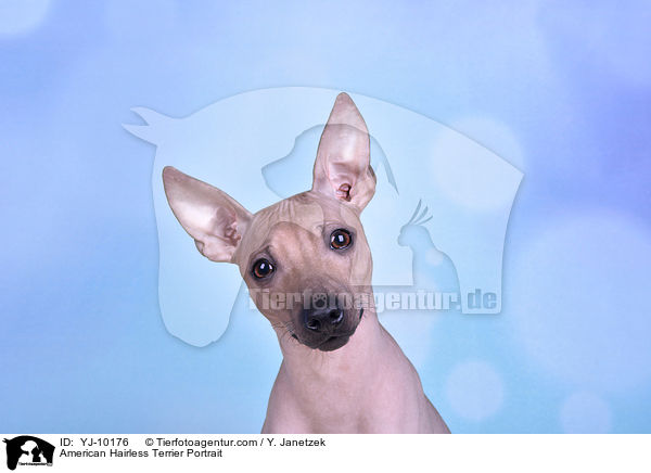 American Hairless Terrier Portrait / YJ-10176