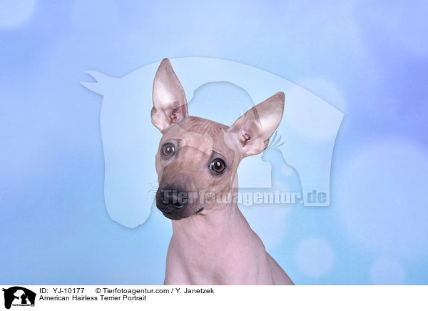 American Hairless Terrier Portrait / YJ-10177