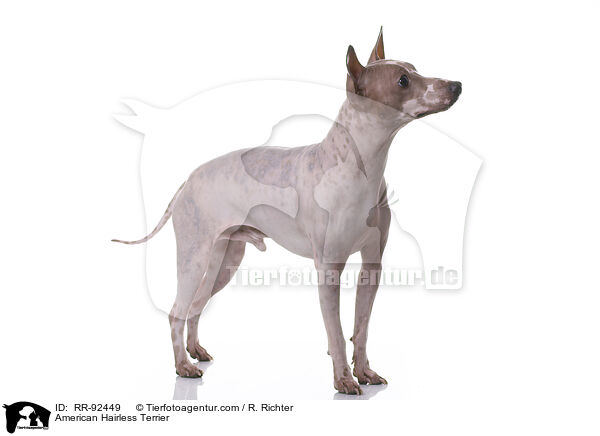 American Hairless Terrier / RR-92449