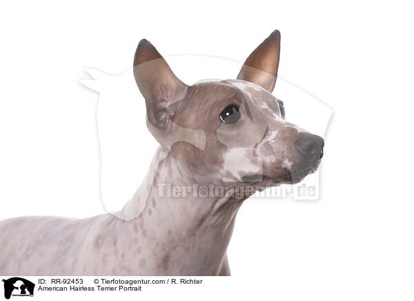 American Hairless Terrier Portrait / American Hairless Terrier Portrait / RR-92453