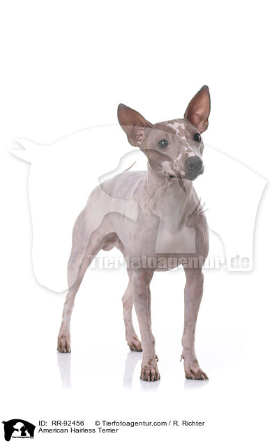 American Hairless Terrier / American Hairless Terrier / RR-92456
