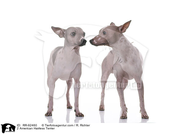 2 American Hairless Terrier / RR-92460