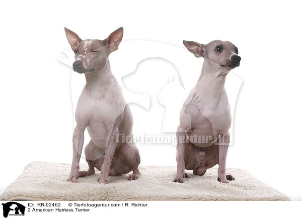 2 American Hairless Terrier / RR-92462