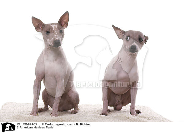 2 American Hairless Terrier / RR-92463