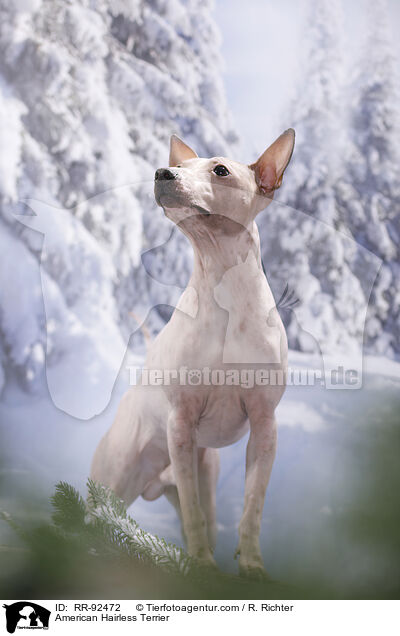 American Hairless Terrier / RR-92472