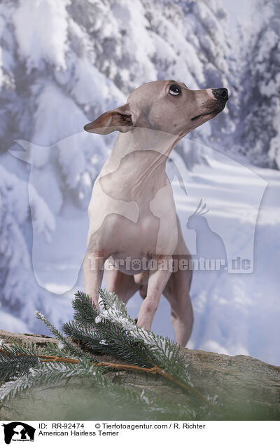 American Hairless Terrier / American Hairless Terrier / RR-92474