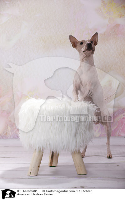 American Hairless Terrier / American Hairless Terrier / RR-92481