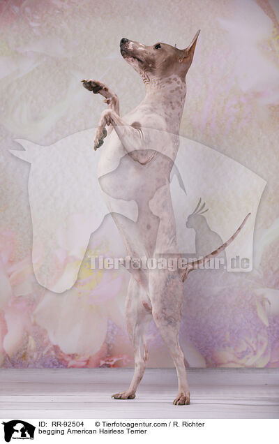 American Hairless Terrier macht Mnnchen / begging American Hairless Terrier / RR-92504