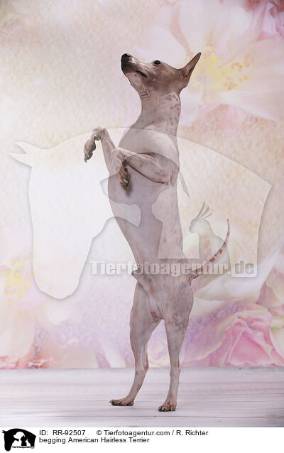 American Hairless Terrier macht Mnnchen / begging American Hairless Terrier / RR-92507