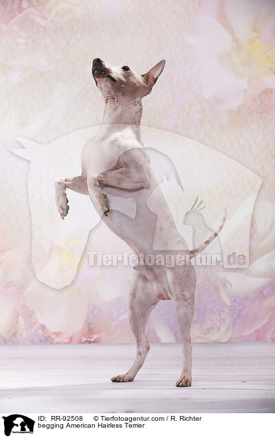 American Hairless Terrier macht Mnnchen / begging American Hairless Terrier / RR-92508
