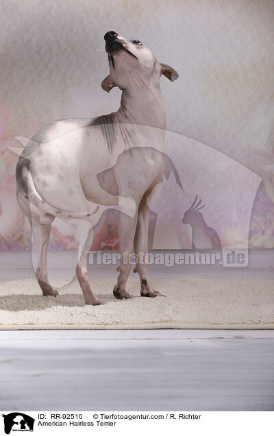 American Hairless Terrier / RR-92510