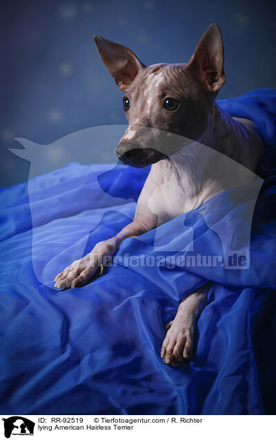 lying American Hairless Terrier / RR-92519