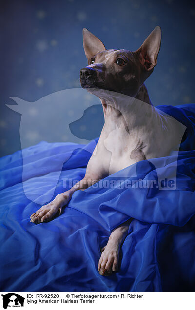 liegender American Hairless Terrier / lying American Hairless Terrier / RR-92520