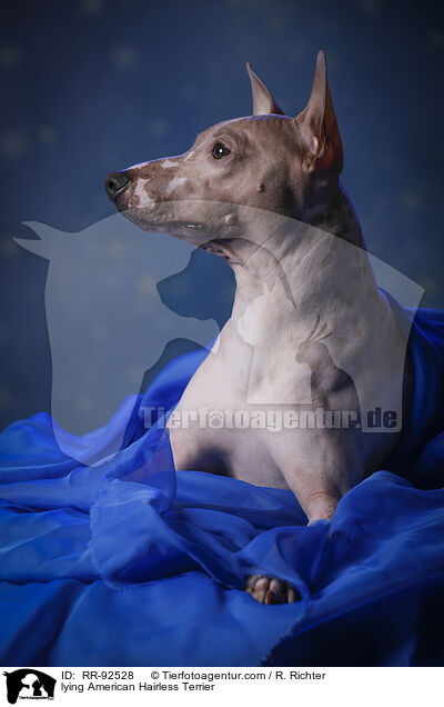 liegender American Hairless Terrier / lying American Hairless Terrier / RR-92528
