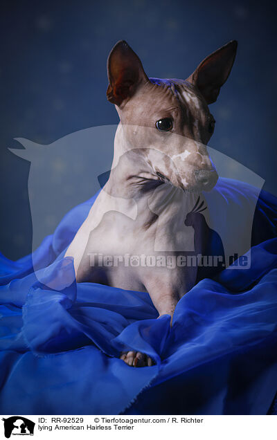liegender American Hairless Terrier / lying American Hairless Terrier / RR-92529