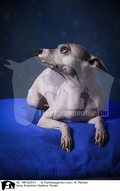 liegender American Hairless Terrier / lying American Hairless Terrier / RR-92531