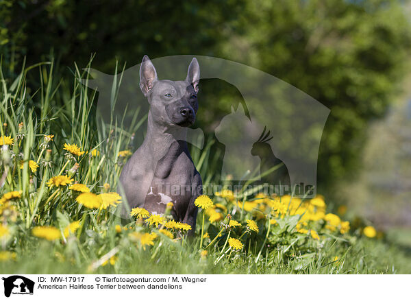 American Hairless Terrier between dandelions / MW-17917
