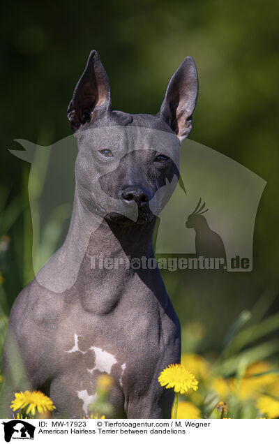 American Hairless Terrier between dandelions / MW-17923