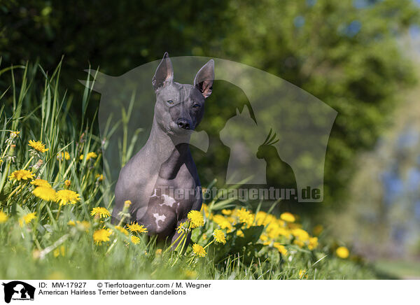 American Hairless Terrier zwischen Lwenzahn / American Hairless Terrier between dandelions / MW-17927