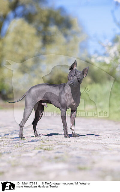 American Hairless Terrier Rde / male American Hairless Terrier / MW-17933