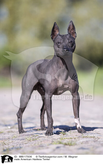 male American Hairless Terrier / MW-17936