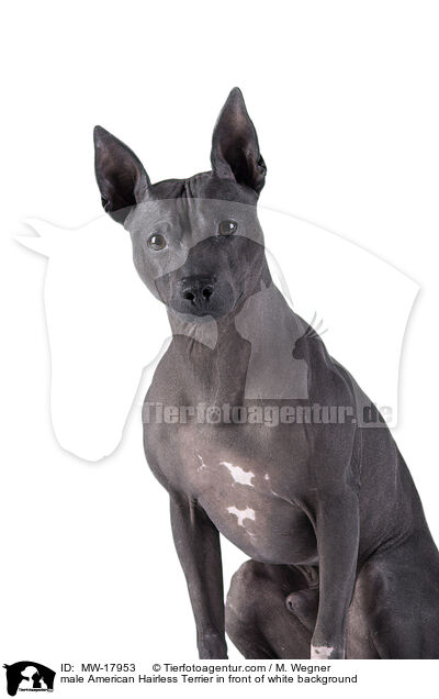 male American Hairless Terrier in front of white background / MW-17953