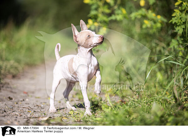 American Hairless Terrier puppy / MW-17994