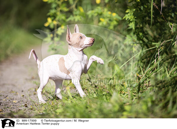 Amerikanischer Nackthund Welpe / American Hairless Terrier puppy / MW-17999