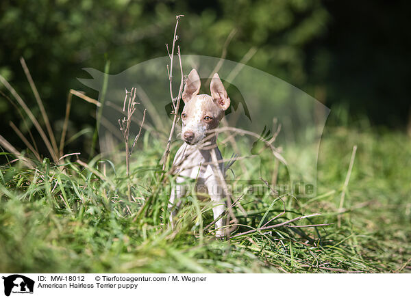 American Hairless Terrier puppy / MW-18012